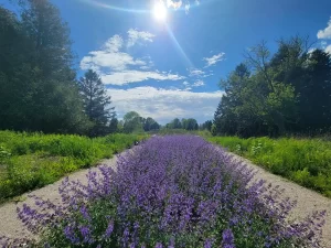 a bed of light purple flowers under a sunny clear blue sky with trees in the background