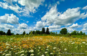 A bright summer day with a blue sky, fluffy clouds and a meadow filled with white and yellow wildflowers.