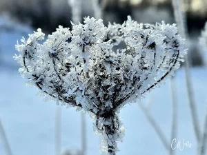 Hundreds of tiny ice crystals on the head of a dormant plant in a meadow.