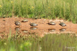 Painted Turtles basking in the sun at the newly sealed Riverview ponds.