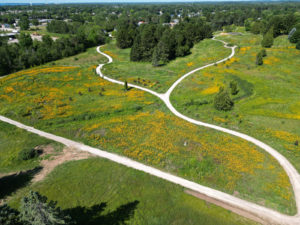 A photo taken from a drone showing the trails at the arboretum and thousands of yellow flowers.