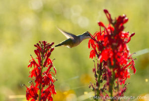 A hummingbird on a red flower.