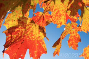 beautiful orange and yellow maple leaves against a blue sky