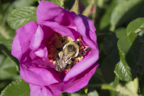 A brilliant pink flower with a large bumble bee in the center.