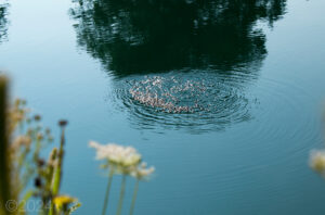 A rippling circle of water bugs on a blueish green pond with plat life in the foreground