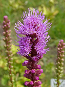 bright spiky purple flowers
