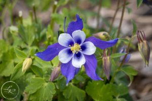 a beautiful blue columbine flower