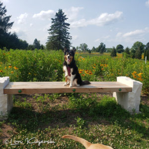 A black and tan dog on a bench overlooking a meadow on a sunny day