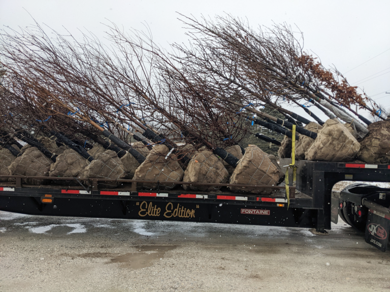 a truckload of trees