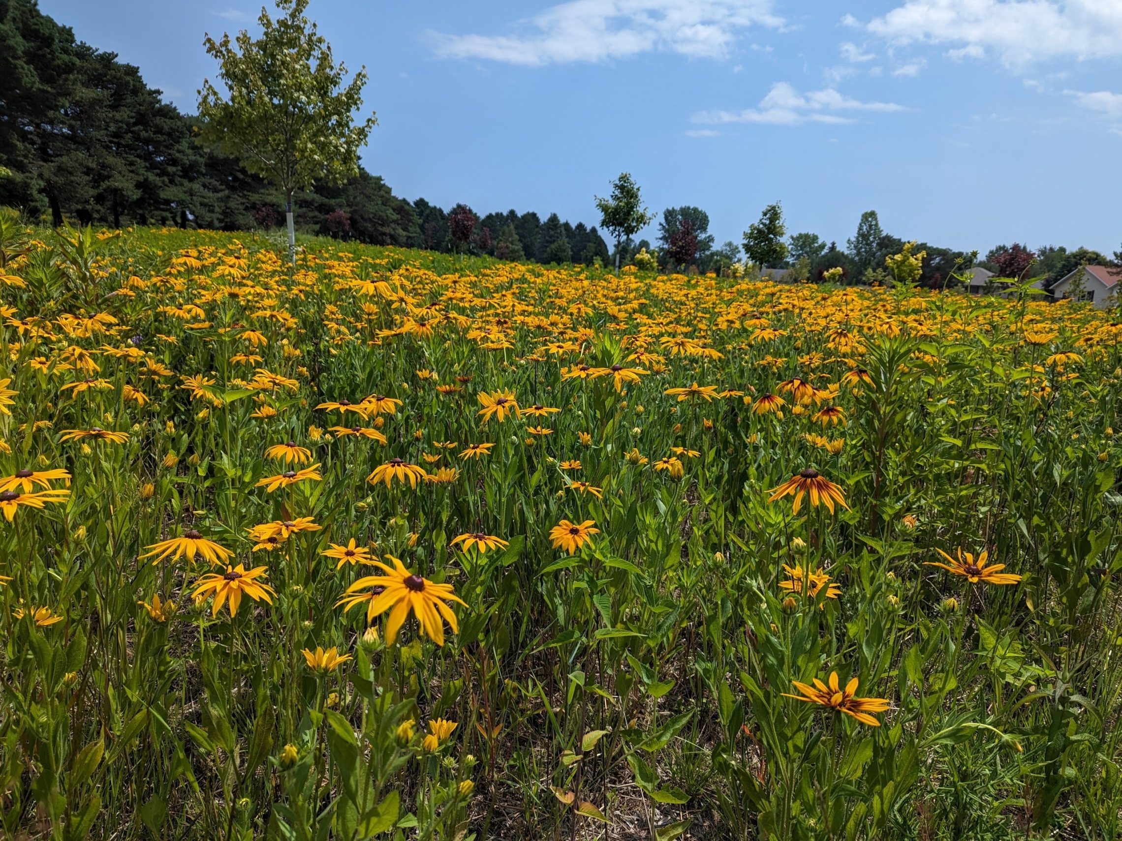 Black-Eyed Susan Explosion | Van der Brohe Arboretum