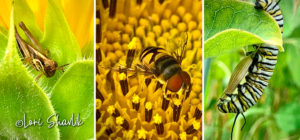 insects from left to right a grasshopper, a bee, and a caterpillar.