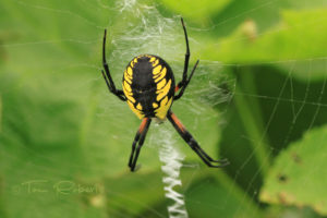 a close-up of a black and yellow garden spider and its web on bright green plant leaves