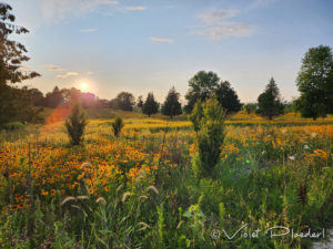 A sunset over a meadow of yellow black-eyed susan flowers and meadow grasses.