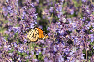 Close-up of a monarch butterfly on lavender colored flowers.