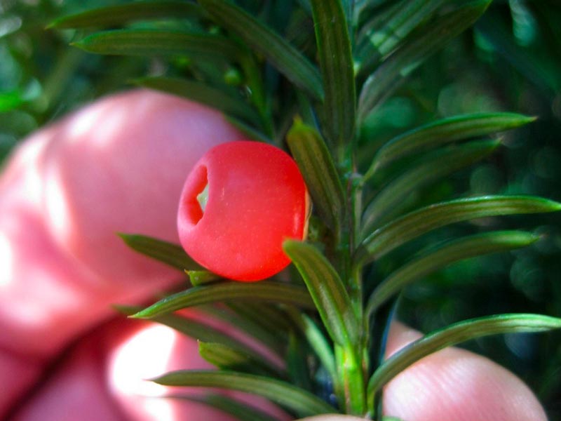 closeup of fingers holding a plant with a bright red berry with white center and green needles