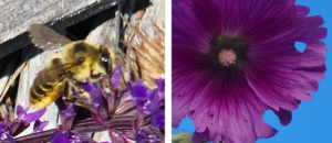 A photo of a leafcutter bee and a photo of a purple flower with a neatly cut hole in the petal.