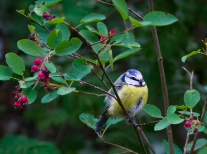 a blue titmouse bird in a tree with berries