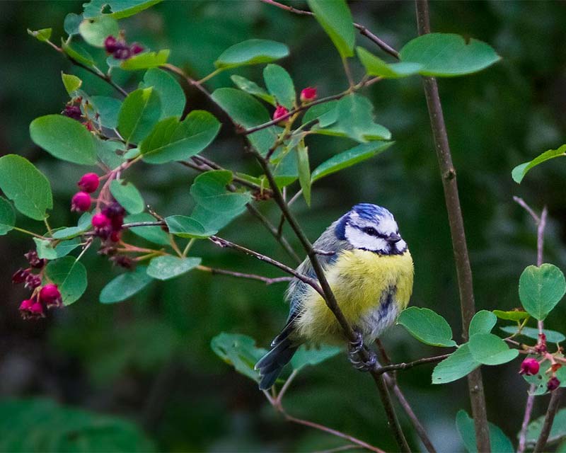 a small blue and yellow bird in a shrub with berries