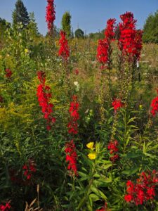 bright red cardinal flowers in a meadow with a blue sky