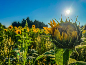 A sunflower field backlit by a bright summer sun in a clear blue sky.