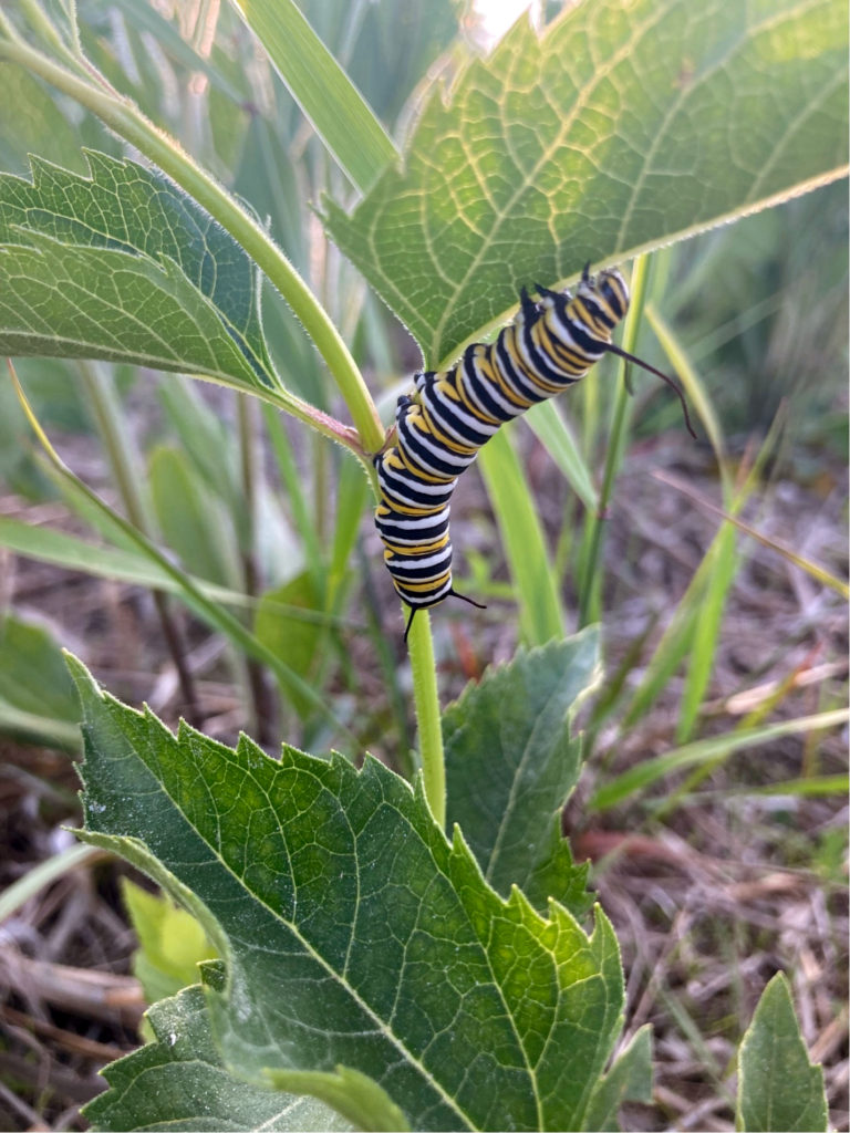 A monarch caterpillar with black, yellow, and white stripes on a green plant.