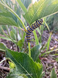 A monarch caterpillar with black, yellow, and white stripes on a green plant.