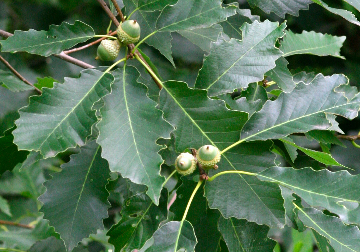 a cluster of dark green oak leaves and immature acorns