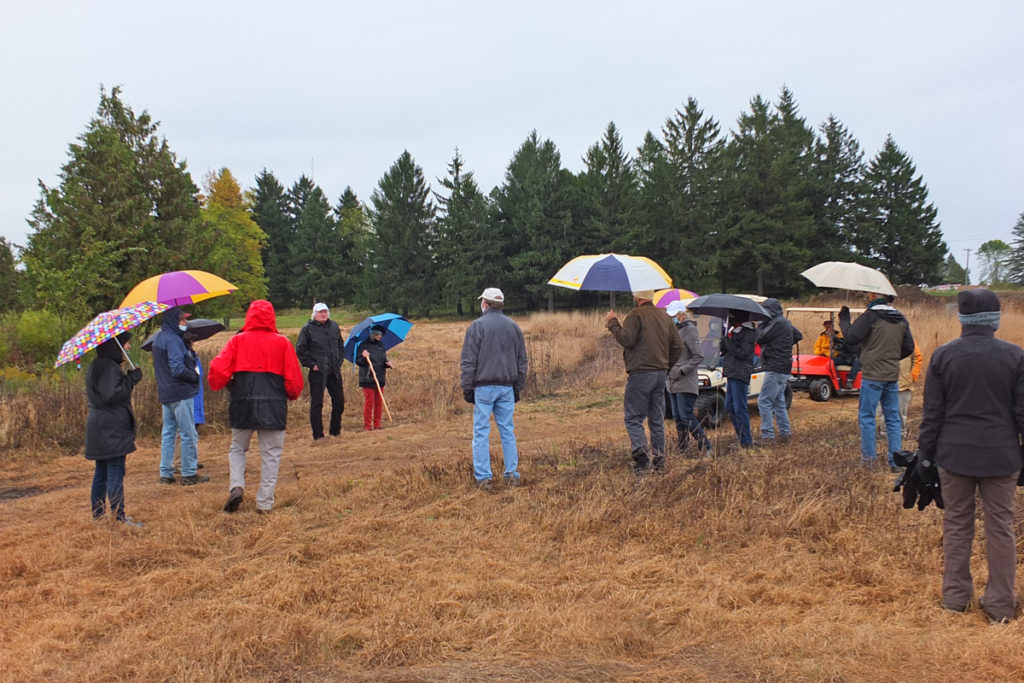 Many people with umbrellas walk in a field.