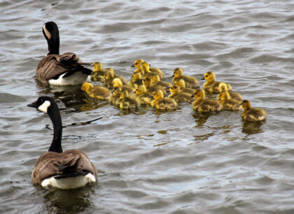 2 adult geese and a dozen small fluffy yellow goslings on water