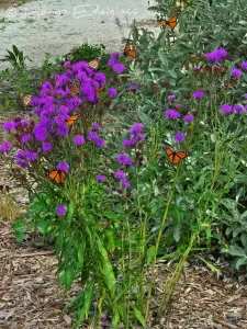 Several orange and black monarch butterflies perched on a bright purple and green liatris.