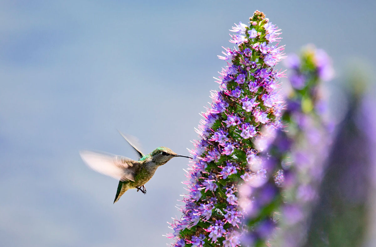 hummingbird feeds at a tall purple flower