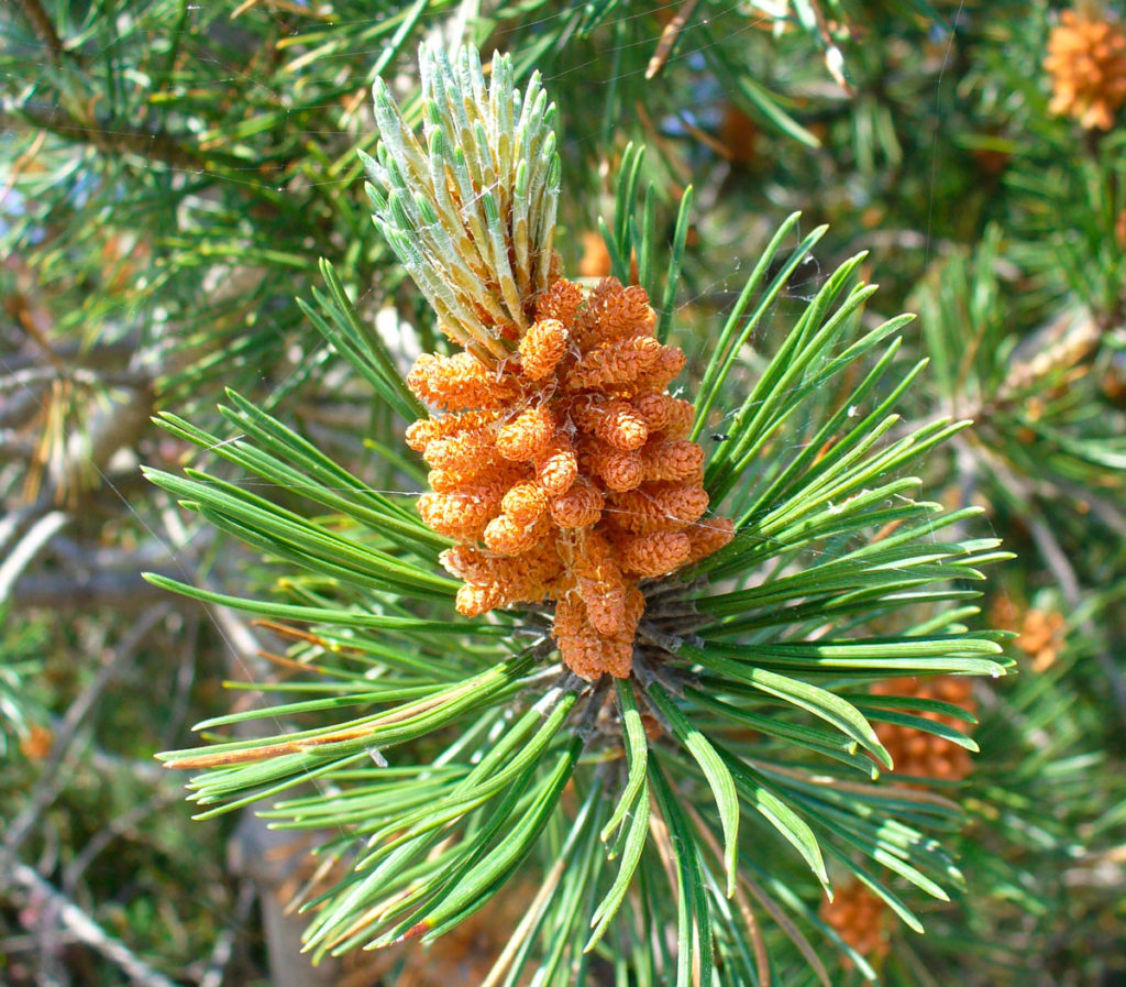 a close up of an evergreen branch with bright green needles and brown cone
