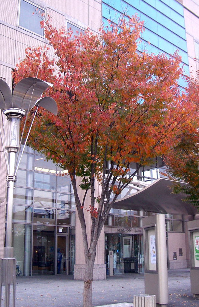 tree with fine red leaves