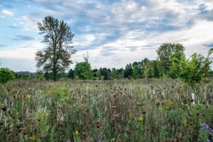 A meadow at the end of summer dotted with colors and textures under a bright blue partly cloudy sky.