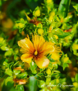 a small, bright yellow flower with an oranger center with 5 petals, very frilly stamen, and waxy green leaves