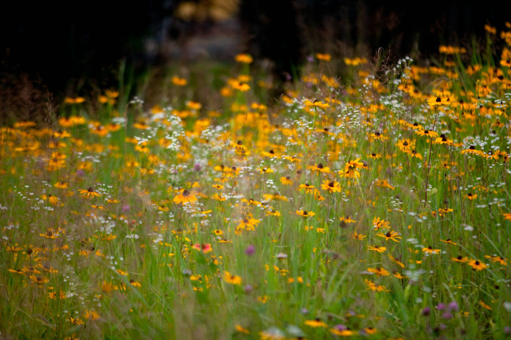 Soft focus image of yellow flowers with black centers in a field with other wildflowers.