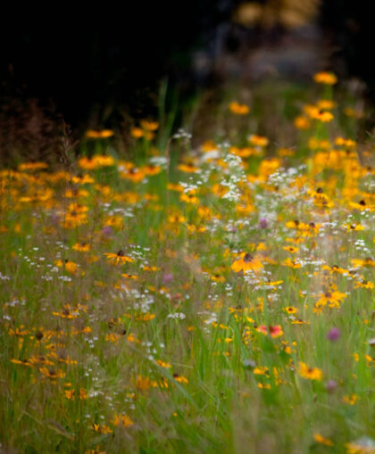 yellow flowers in a meadow