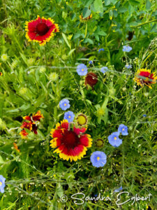 Red and yellow blanket flowers and small blue flowers in green grasses.