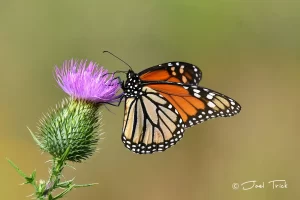 A vibrant monarch butterfly on a bright pink thistle flower.