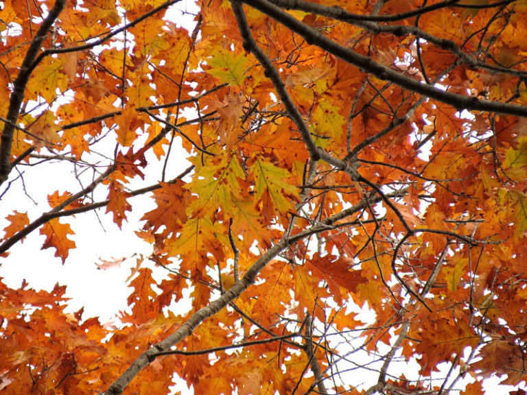 looking up at beautiful red and orange leaves