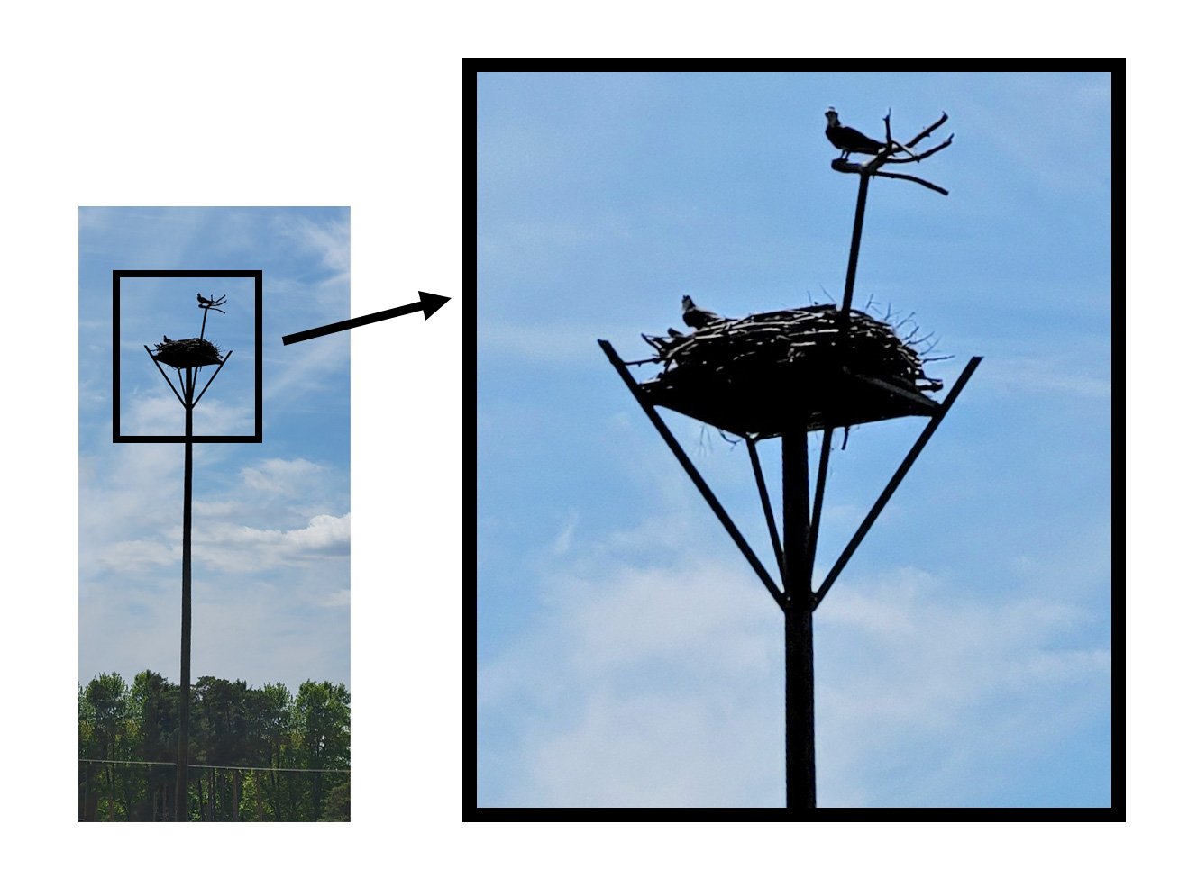 a photo of a very tall man-made osprey nest with two large osprey birds, one in the nest and one on the perch that extends above it.