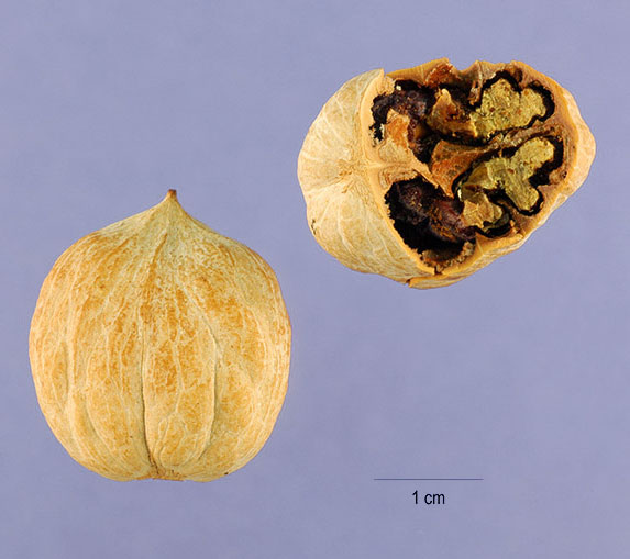 2 nuts 2.5 cm in diameter with tan shells. One is open to reveal darker meat.