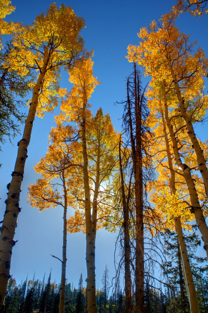 tall trees with orange leaves