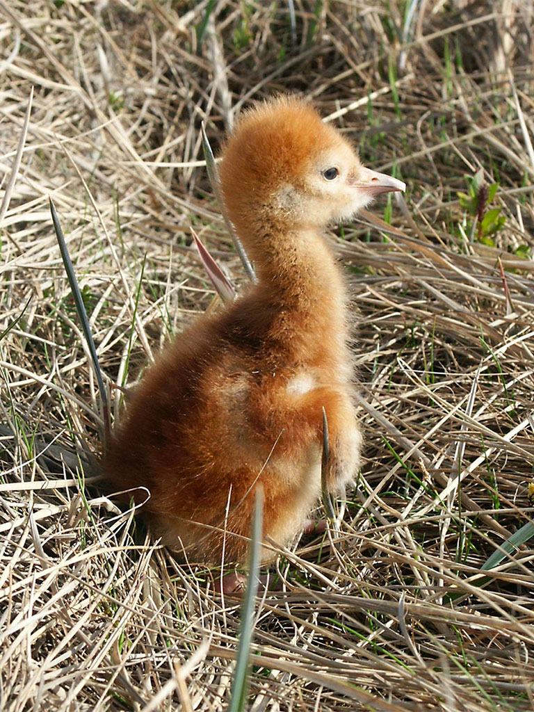 a little golden fluffy bird stands in some grass