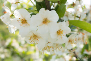 beautiful white tree blossoms with yellow centers