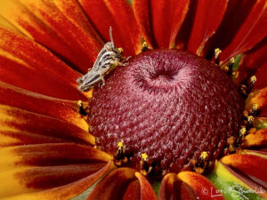 a gray grasshopper on the center of a coneflower with red petals.