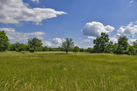 a spring meadow with trees in the background