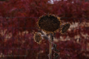 A dead sunflower with two small heads and one large head on a background of deep red and brown fall leaves