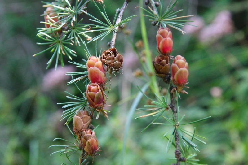 closeup of tiny tamarack pinecones and needles