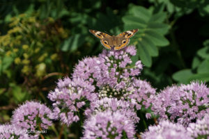 A brown and orange butterfly on some pale lavender onion blossoms